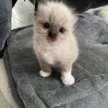 chaton Ragdoll seal point mitted noir Les Ragdolls de la Croisette