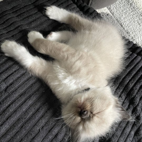 chaton Ragdoll seal point mitted noir Les Ragdolls de la Croisette