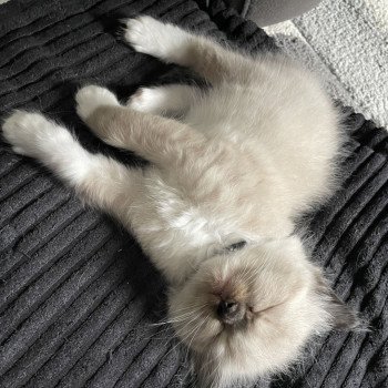 chaton Ragdoll seal point mitted noir Les Ragdolls de la Croisette chaton Ragdoll seal point mitted noir Les Ragdolls de la Croisette