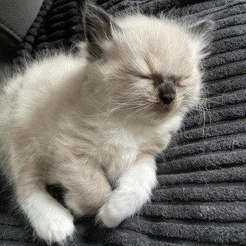 chaton Ragdoll seal point mitted noir Les Ragdolls de la Croisette