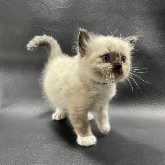 chaton Ragdoll seal point mitted noir Les Ragdolls de la Croisette