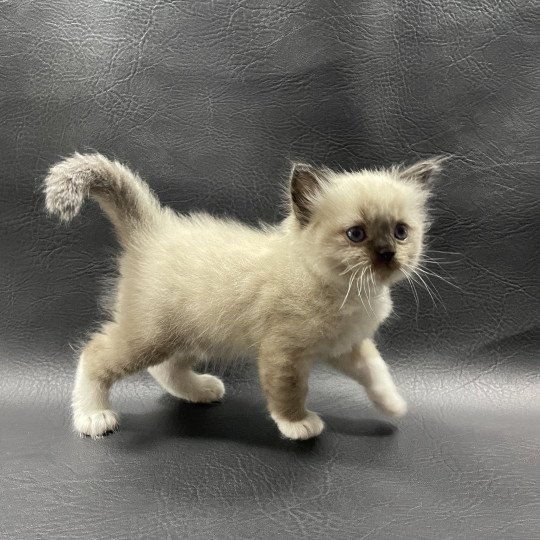 chaton Ragdoll seal point mitted noir Les Ragdolls de la Croisette