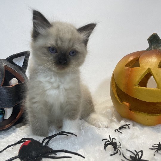 chaton Ragdoll seal point mitted noir Les Ragdolls de la Croisette