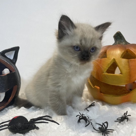 chaton Ragdoll seal point mitted noir Les Ragdolls de la Croisette