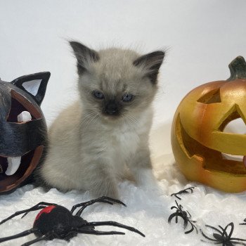 chaton Ragdoll seal point mitted noir Les Ragdolls de la Croisette