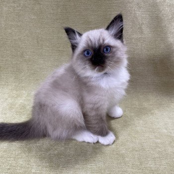 chaton Ragdoll seal point mitted U'Yoda Les Ragdolls de la Croisette chaton Ragdoll seal point mitted U'Yoda Les Ragdolls de la Croisette