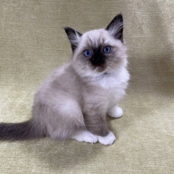 chaton Ragdoll seal point mitted U'Yoda Les Ragdolls de la Croisette