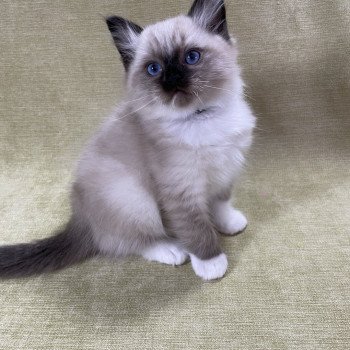 chaton Ragdoll seal point mitted U'Yoda Les Ragdolls de la Croisette