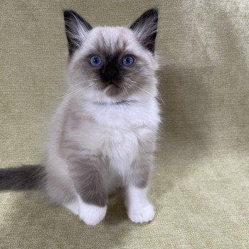 chaton Ragdoll seal point mitted U'Yoda Les Ragdolls de la Croisette