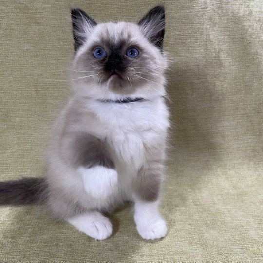 chaton Ragdoll seal point mitted U'Yoda Les Ragdolls de la Croisette