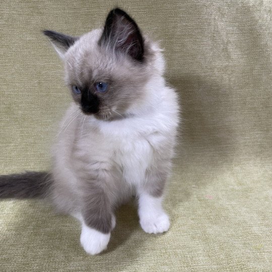 chaton Ragdoll seal point mitted U'Yoda Les Ragdolls de la Croisette