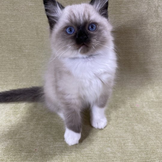 chaton Ragdoll seal point mitted U'Yoda Les Ragdolls de la Croisette