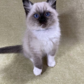 chaton Ragdoll seal point mitted U'Yoda Les Ragdolls de la Croisette chaton Ragdoll seal point mitted U'Yoda Les Ragdolls de la Croisette