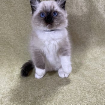 chaton Ragdoll seal point mitted U'Yoda Les Ragdolls de la Croisette