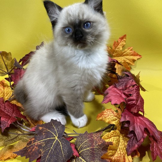 chaton Ragdoll seal point mitted U'Yoda Les Ragdolls de la Croisette