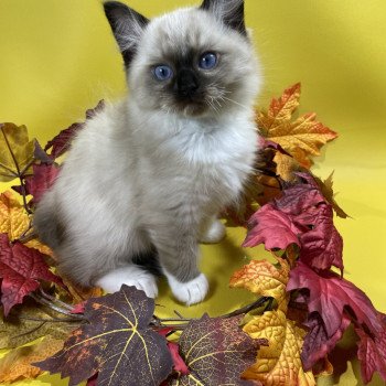 chaton Ragdoll seal point mitted U'Yoda Les Ragdolls de la Croisette chaton Ragdoll seal point mitted U'Yoda Les Ragdolls de la Croisette
