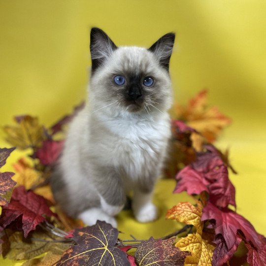 chaton Ragdoll seal point mitted U'Yoda Les Ragdolls de la Croisette