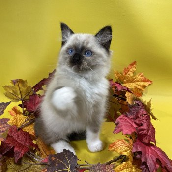 chaton Ragdoll seal point mitted U'Yoda Les Ragdolls de la Croisette