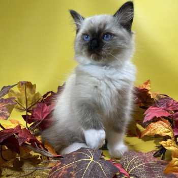 chaton Ragdoll seal point mitted U'Yoda Les Ragdolls de la Croisette