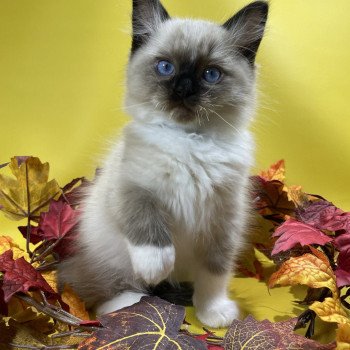 chaton Ragdoll seal point mitted U'Yoda Les Ragdolls de la Croisette chaton Ragdoll seal point mitted U'Yoda Les Ragdolls de la Croisette