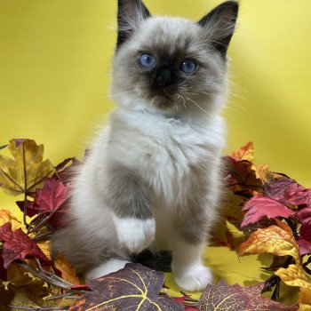 chaton Ragdoll seal point mitted U'Yoda Les Ragdolls de la Croisette