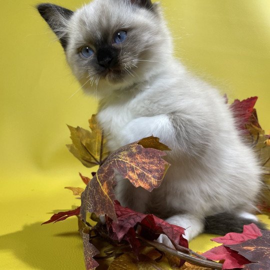 chaton Ragdoll seal point mitted U'Yoda Les Ragdolls de la Croisette