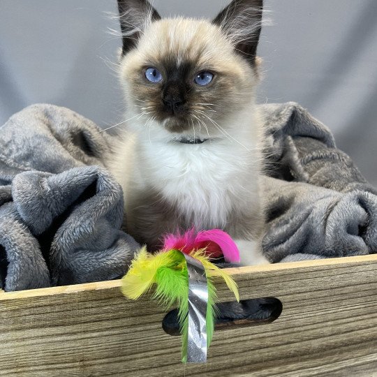 chaton Ragdoll seal point mitted U'Yoda Les Ragdolls de la Croisette