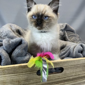 chaton Ragdoll seal point mitted U'Yoda Les Ragdolls de la Croisette