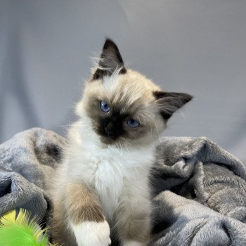 chaton Ragdoll seal point mitted U'Yoda Les Ragdolls de la Croisette