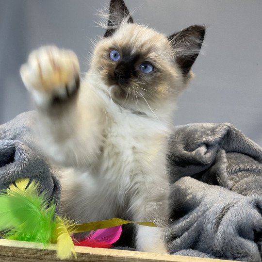 chaton Ragdoll seal point mitted U'Yoda Les Ragdolls de la Croisette