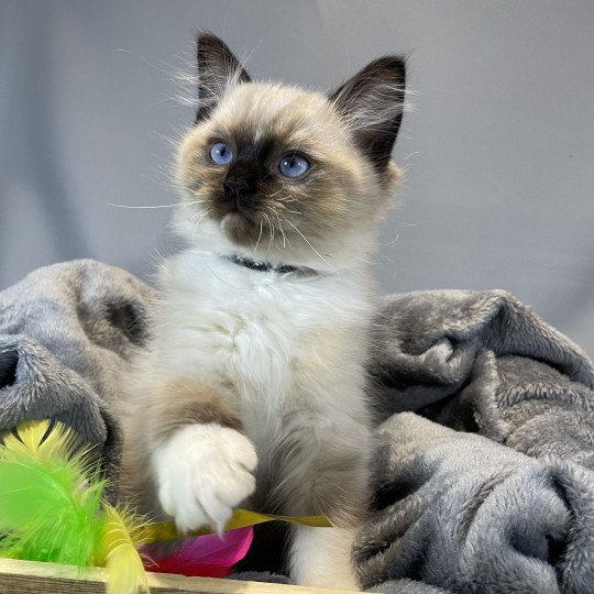 chaton Ragdoll seal point mitted U'Yoda Les Ragdolls de la Croisette