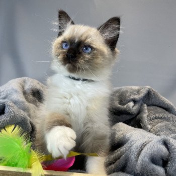 chaton Ragdoll seal point mitted U'Yoda Les Ragdolls de la Croisette chaton Ragdoll seal point mitted U'Yoda Les Ragdolls de la Croisette