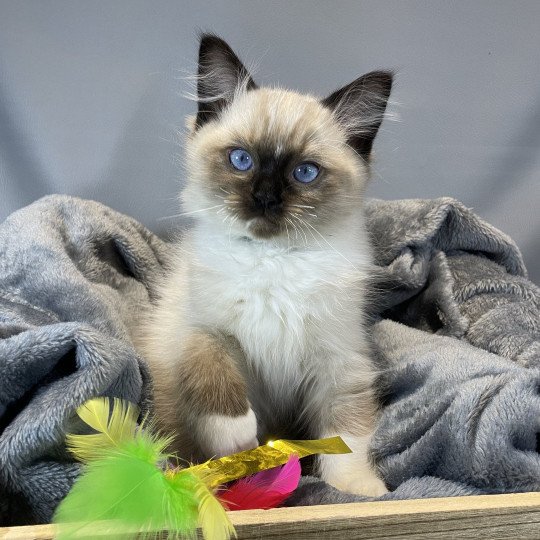 chaton Ragdoll seal point mitted U'Yoda Les Ragdolls de la Croisette