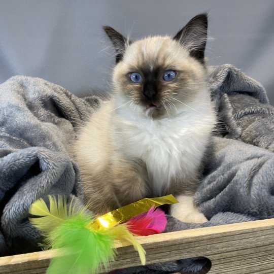 chaton Ragdoll seal point mitted U'Yoda Les Ragdolls de la Croisette