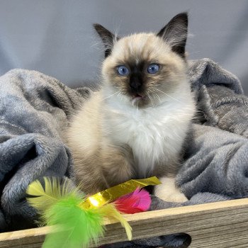 chaton Ragdoll seal point mitted U'Yoda Les Ragdolls de la Croisette chaton Ragdoll seal point mitted U'Yoda Les Ragdolls de la Croisette