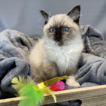 chaton Ragdoll seal point mitted U'Yoda Les Ragdolls de la Croisette