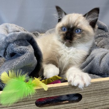 chaton Ragdoll seal point mitted U'Yoda Les Ragdolls de la Croisette