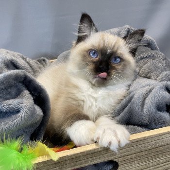 chaton Ragdoll seal point mitted U'Yoda Les Ragdolls de la Croisette