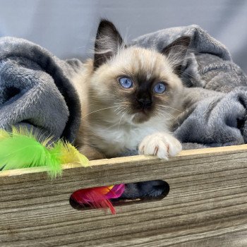 chaton Ragdoll seal point mitted U'Yoda Les Ragdolls de la Croisette