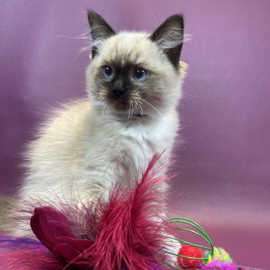 chaton Ragdoll seal point mitted U'Yoda Les Ragdolls de la Croisette