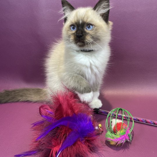 chaton Ragdoll seal point mitted U'Yoda Les Ragdolls de la Croisette