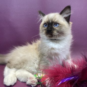 chaton Ragdoll seal point mitted U'Yoda Les Ragdolls de la Croisette