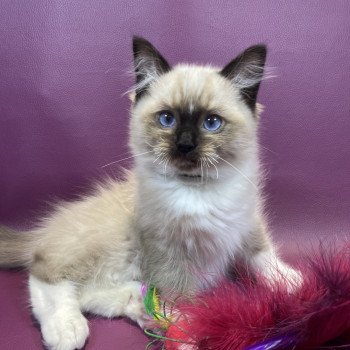 chaton Ragdoll seal point mitted U'Yoda Les Ragdolls de la Croisette