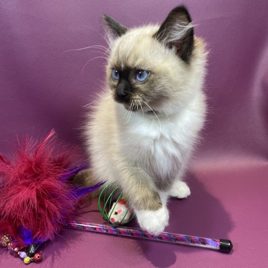 chaton Ragdoll seal point mitted U'Yoda Les Ragdolls de la Croisette