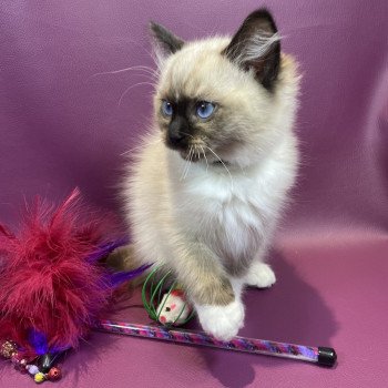 chaton Ragdoll seal point mitted U'Yoda Les Ragdolls de la Croisette