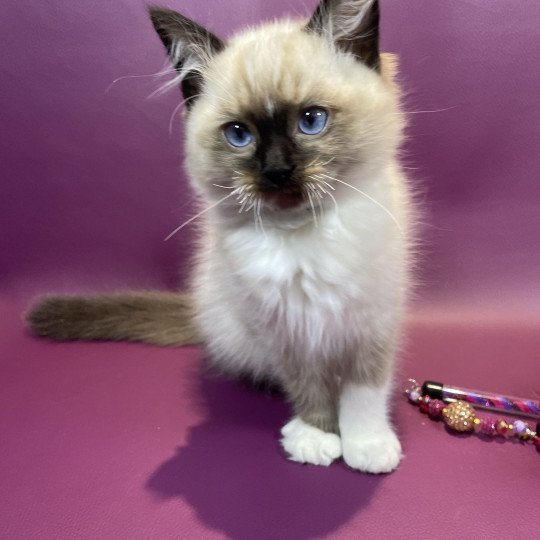 chaton Ragdoll seal point mitted U'Yoda Les Ragdolls de la Croisette