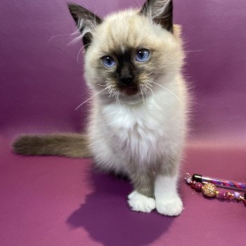 chaton Ragdoll seal point mitted U'Yoda Les Ragdolls de la Croisette