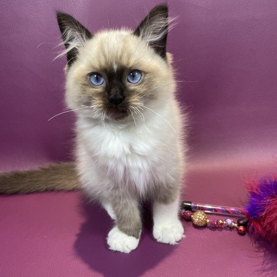 chaton Ragdoll seal point mitted U'Yoda Les Ragdolls de la Croisette