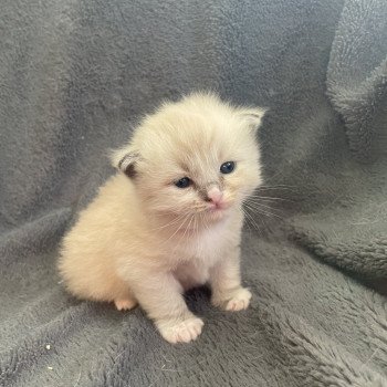 chaton Ragdoll blue mink mitted noir Les Ragdolls de la Croisette chaton Ragdoll blue mink mitted noir Les Ragdolls de la Croisette