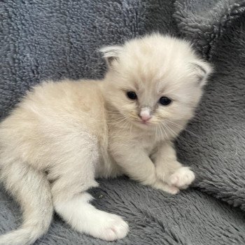 chaton Ragdoll blue mink mitted noir Les Ragdolls de la Croisette chaton Ragdoll blue mink mitted noir Les Ragdolls de la Croisette